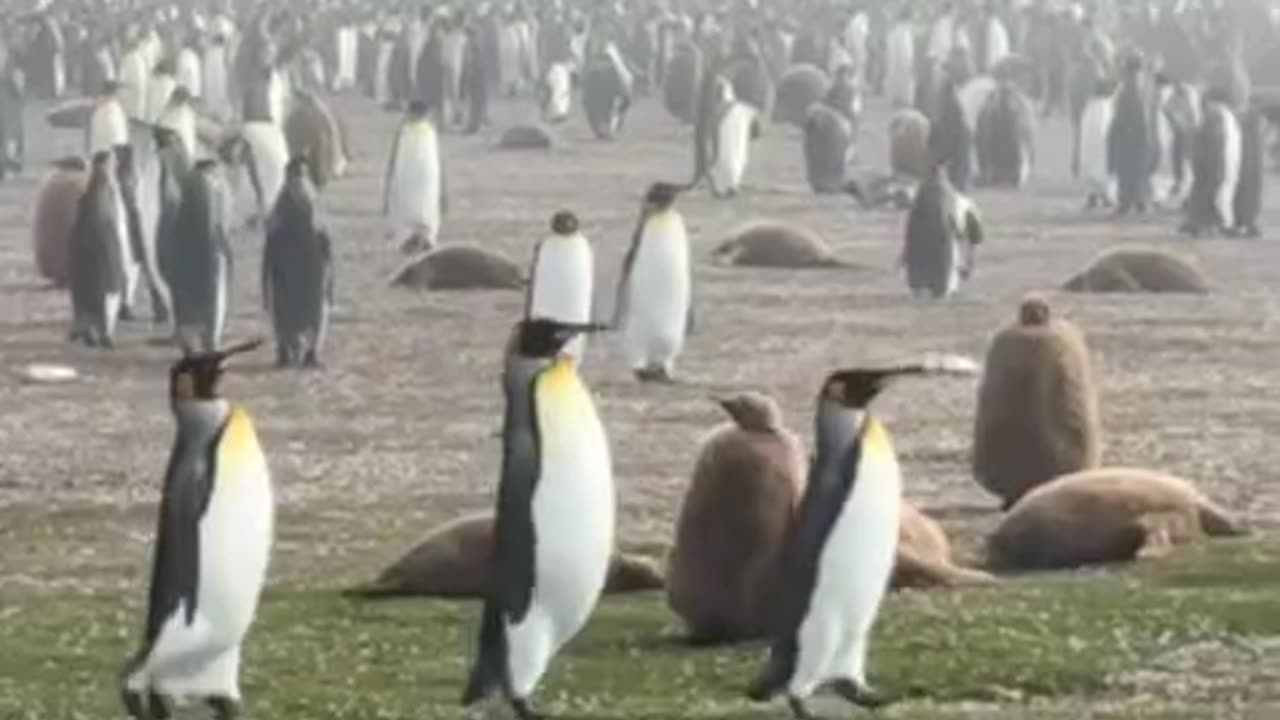 Penguins