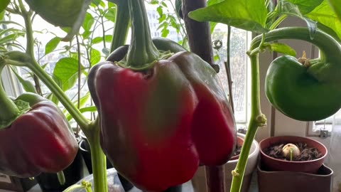 A gardening experience