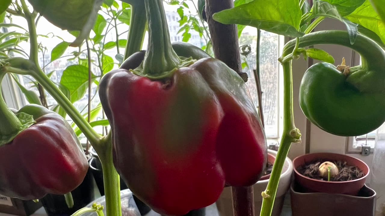 A gardening experience