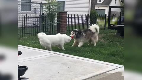 An extremely fierce tug-of-war between two dogs - Funny dog