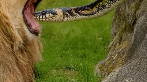 "Epic Battle Between Snake and Lion"