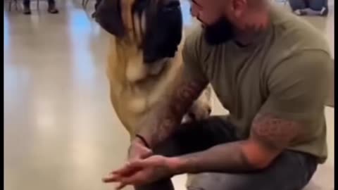 DOGs 🐶 🐩🐕 CHOOSE Their HUMANs ✨