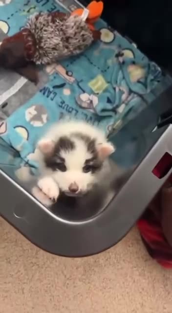 Baby fox sounds just like all other babies