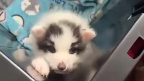 Baby fox sounds just like all other babies