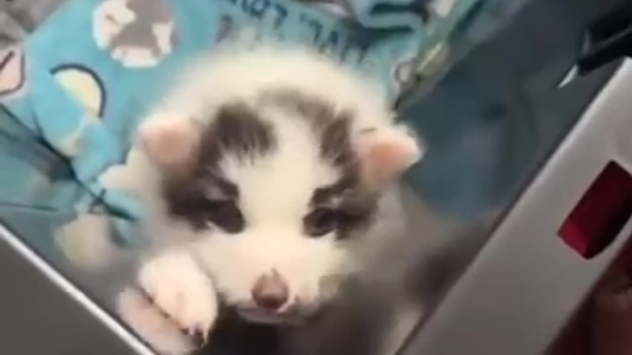 Baby fox sounds just like all other babies