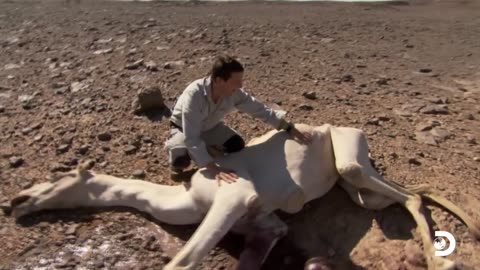 Nobody said surviving in the Sahara desert would be easy! 😳🐫 #ManvsWild