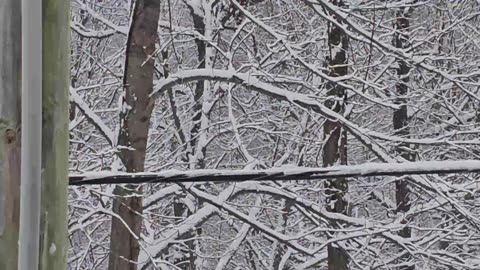 Bouncing Phone Line Clip 1