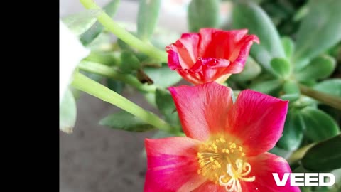 花の上の少年たち
