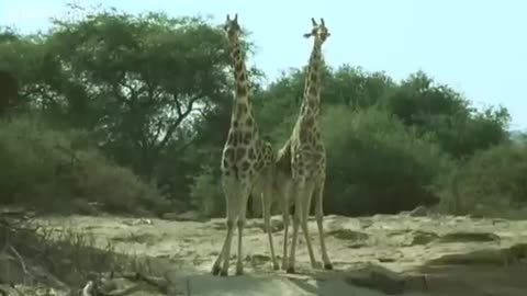 Viral: Funny talking animals: Alan!.. Alan!.. Steve! | Walk on the Wild Side - B