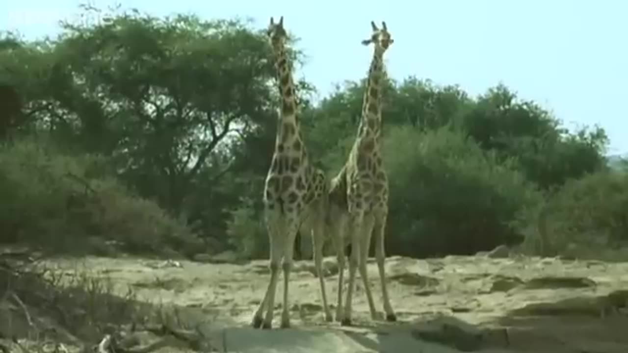 Viral: Funny talking animals: Alan!.. Alan!.. Steve! | Walk on the Wild Side - B
