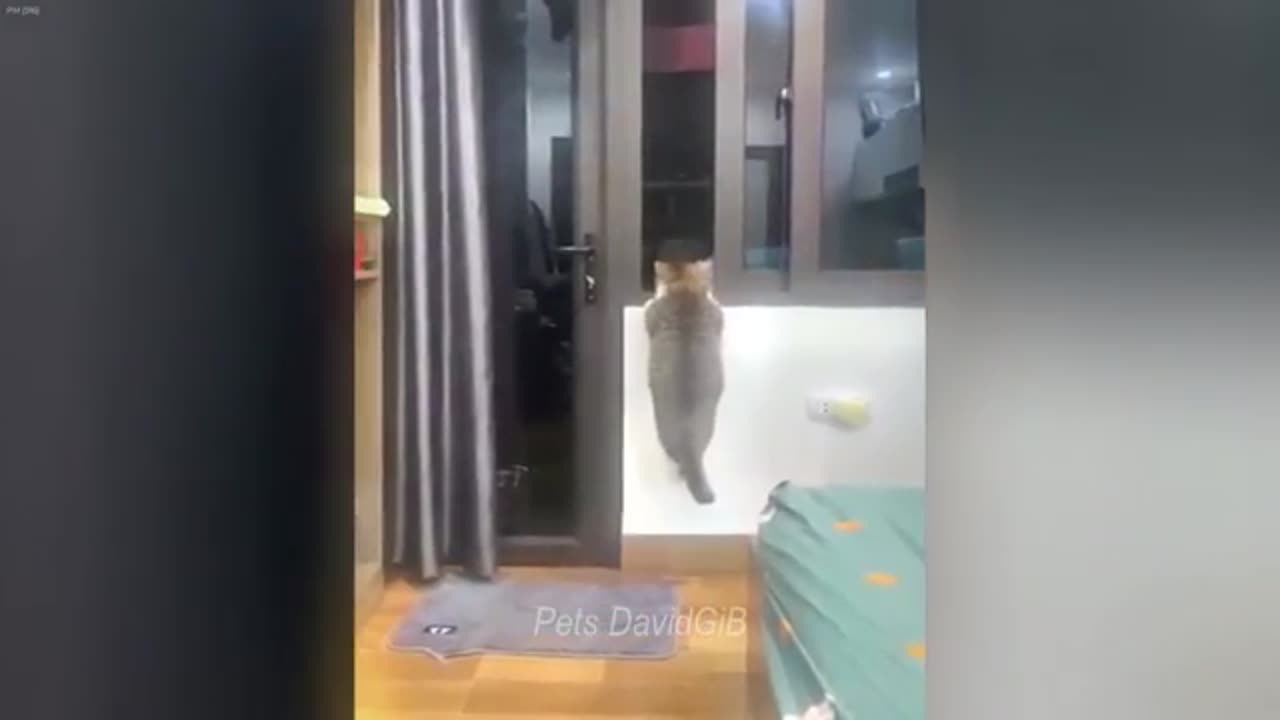 Adorable Animal Antics