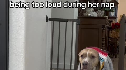 Dog Stomps Around Corner After Nap Is Disturbed