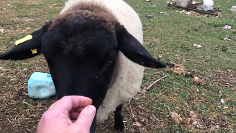 Sheep Friend