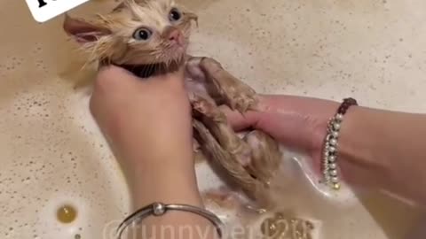 Cats are funny