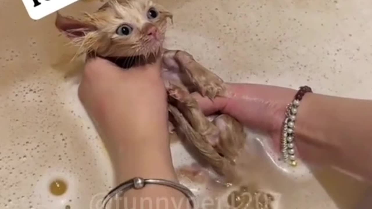 Cats are funny