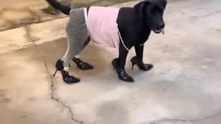 😂🐶 You Won't Believe This Goofy Dog's Antics! | FunFM