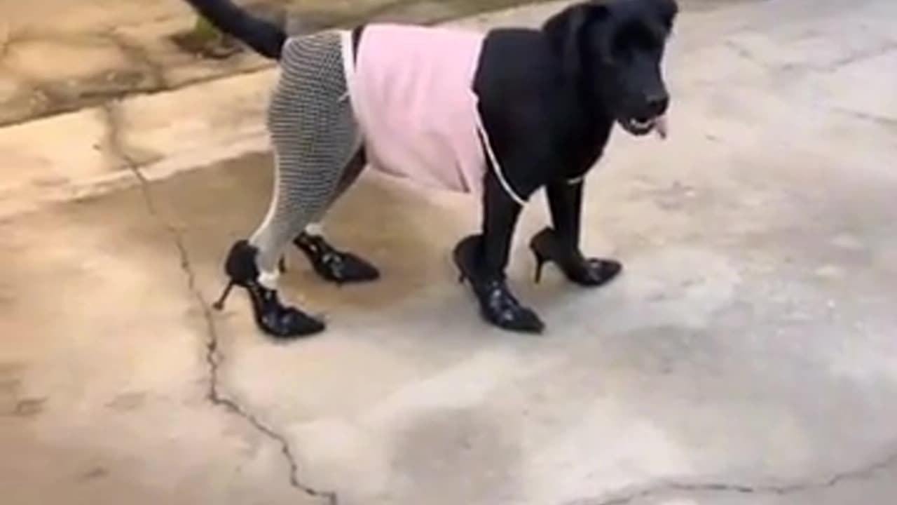 😂🐶 You Won't Believe This Goofy Dog's Antics! | FunFM