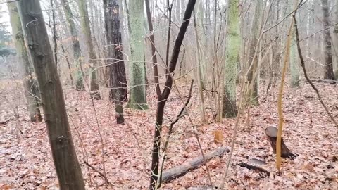 rozświetlą dzień ...