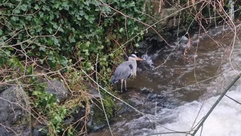 Grey Heron Bird In North Wales