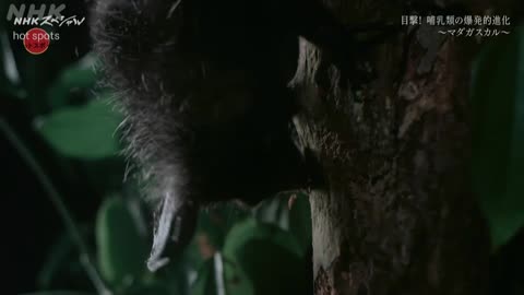 NHKスペシャル ホットスポット Season4 第1集 絶滅と進化が紡ぐ生命