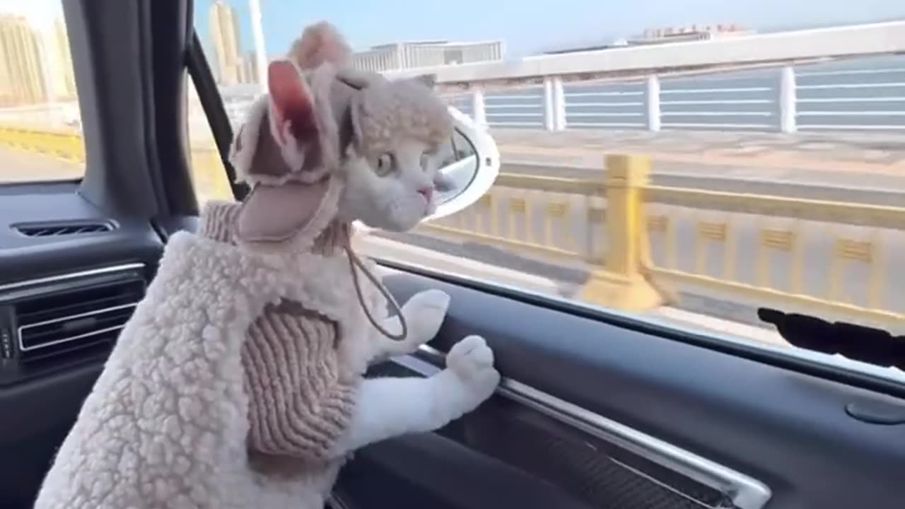 Cat funny🐱 my sweet hart ❤️
