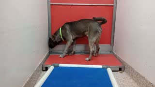 Creedence-black I'm unimportant 2y A882027 Neptune-tan 1y A836103 kennel 183 PACC shelter20251112492