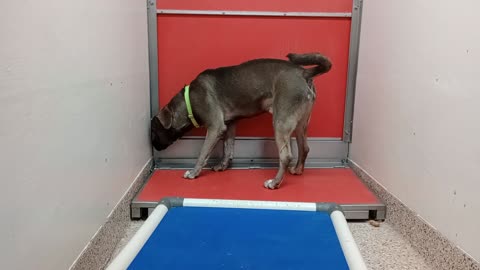 Creedence-black I'm unimportant 2y A882027 Neptune-tan 1y A836103 kennel 183 PACC shelter20251112492