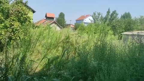 Kosenje Trave Nis 20