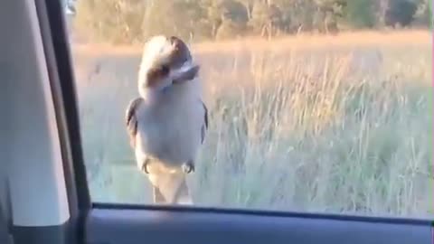 Bro has 0 survival skills..🥰