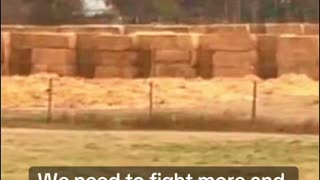 CFIA has started moving the ostrich's into the death pen