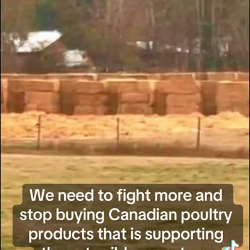 CFIA has started moving the ostrich's into the death pen