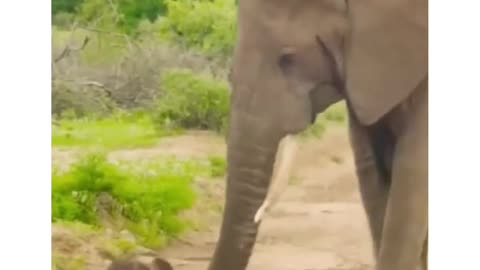 Baby elephant