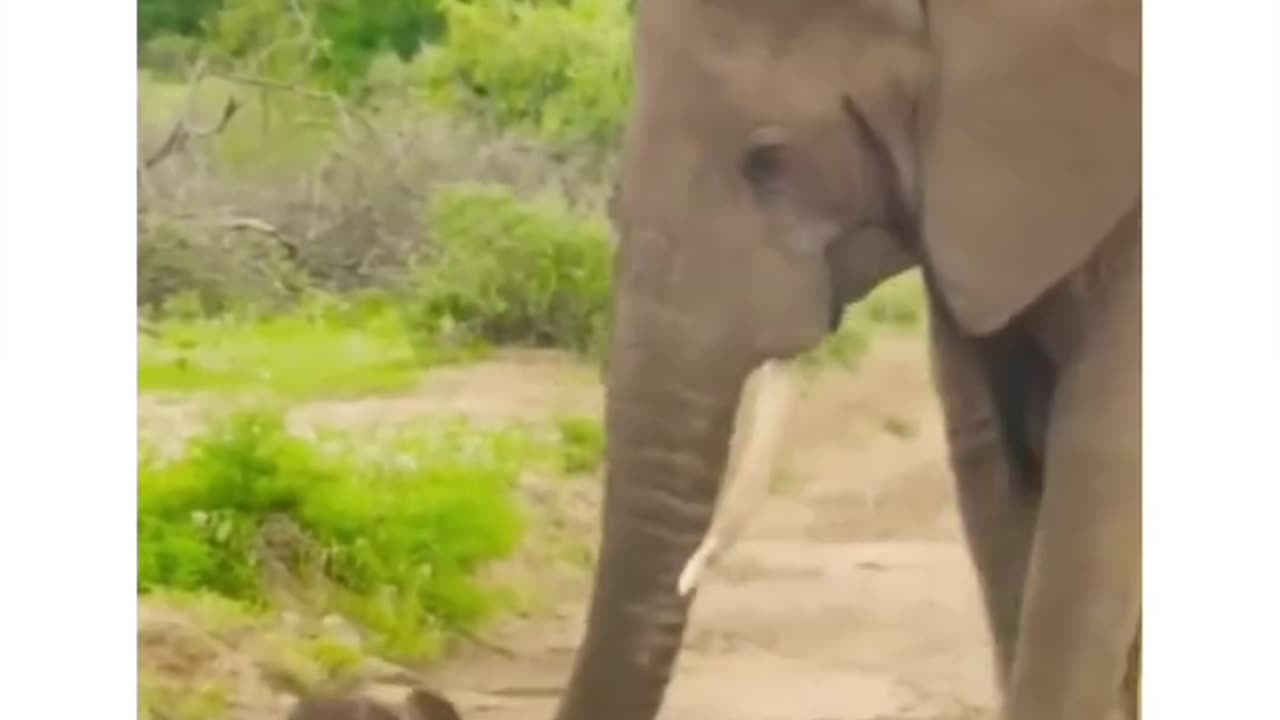 Baby elephant