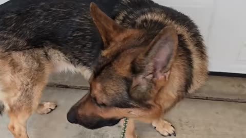 Virgil german shepherd.