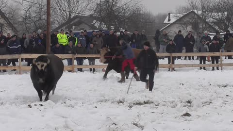 Ljuban od Mesnice Blaško vs Mungos od Karića Vitez 2024