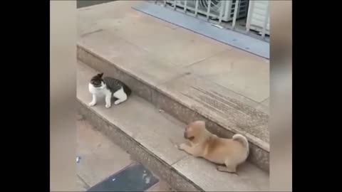 Funny amazing unharmful fights between cats and dogs.