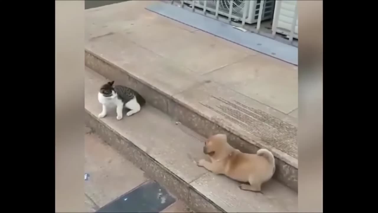 Funny amazing unharmful fights between cats and dogs.