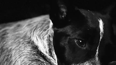 Ajax the Blue Heeler