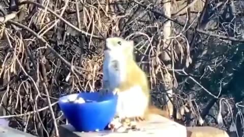 Squirrel gets drunk on fermented pears.. 🐿️🥴