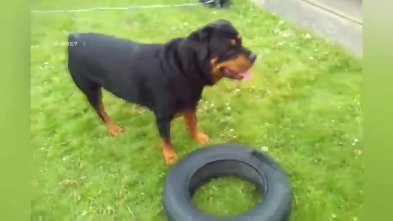 Happy Rottie