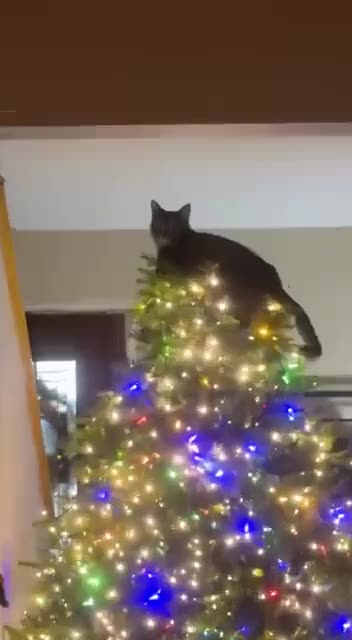 Rupert is on the naughty list 🤣