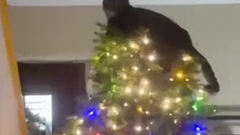 Rupert is on the naughty list 🤣