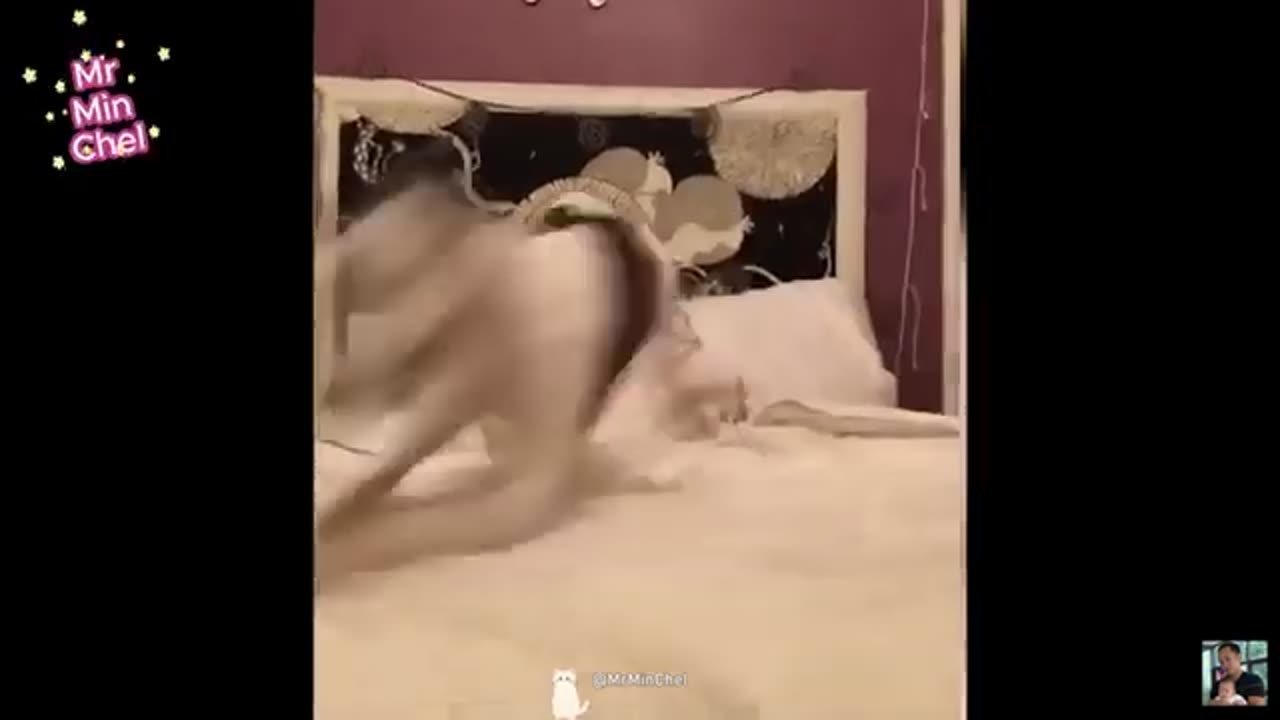 Funny Animals Video 😹😹😹