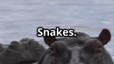 Animals You Didn’t Realize Kill More Humans Than Sharks 😱🌍 | Deadly but Unexpected Creatures