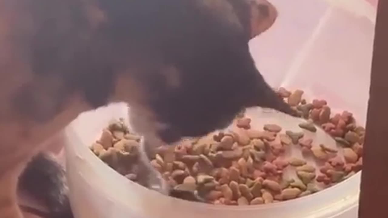 😂🐯 She Just Wants to Play! | FunFM