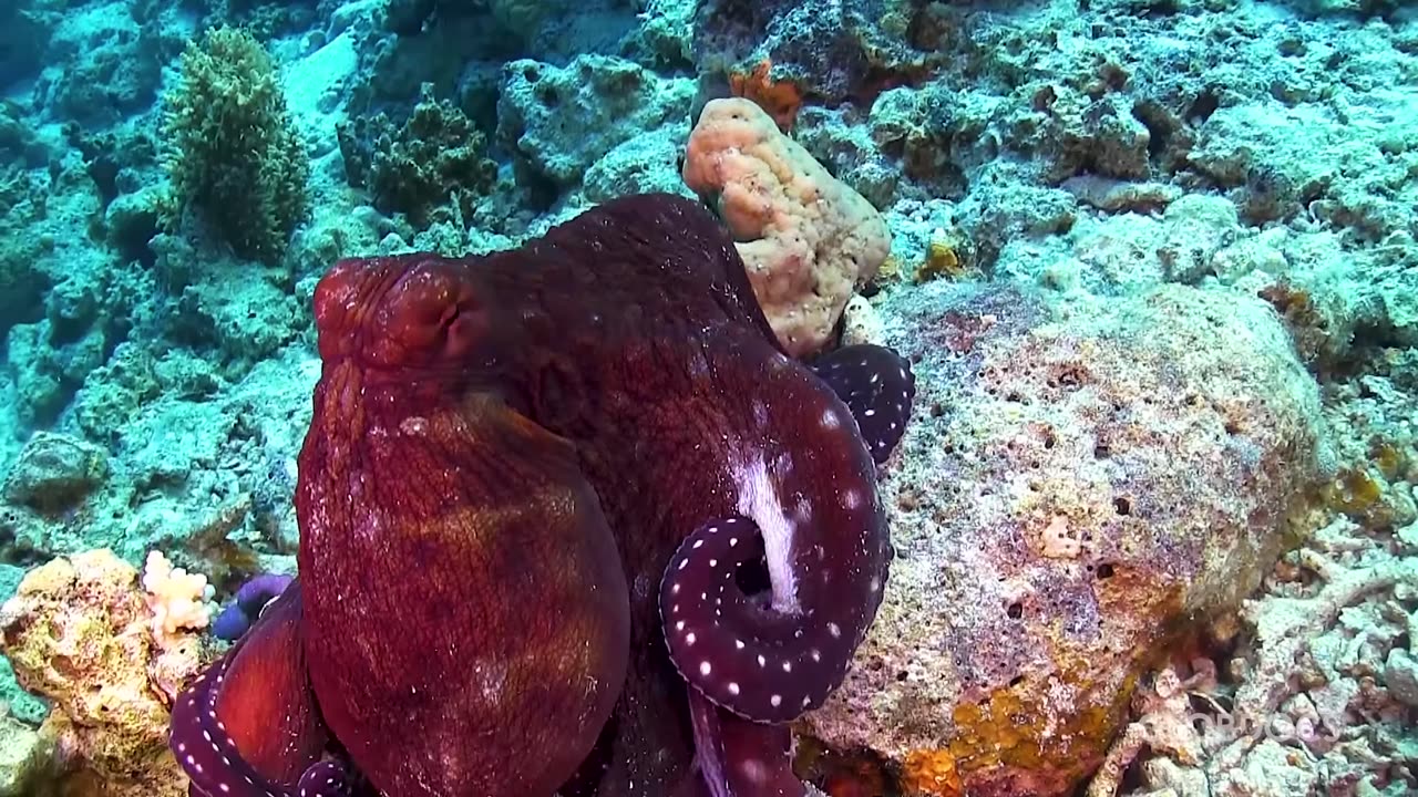 OCEANO PACÍFICO- Predadores Brutais [Documentário]