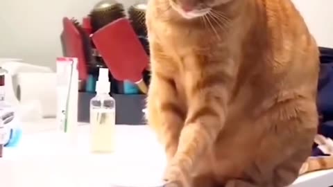 Cat Funny Video 🤣🤣