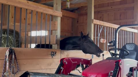 Horse Pulls Lever and Dumps Bucket