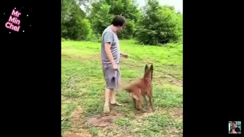 Funny Animals Videos