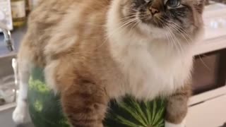 If you come across a watermelon cat, it's good luck